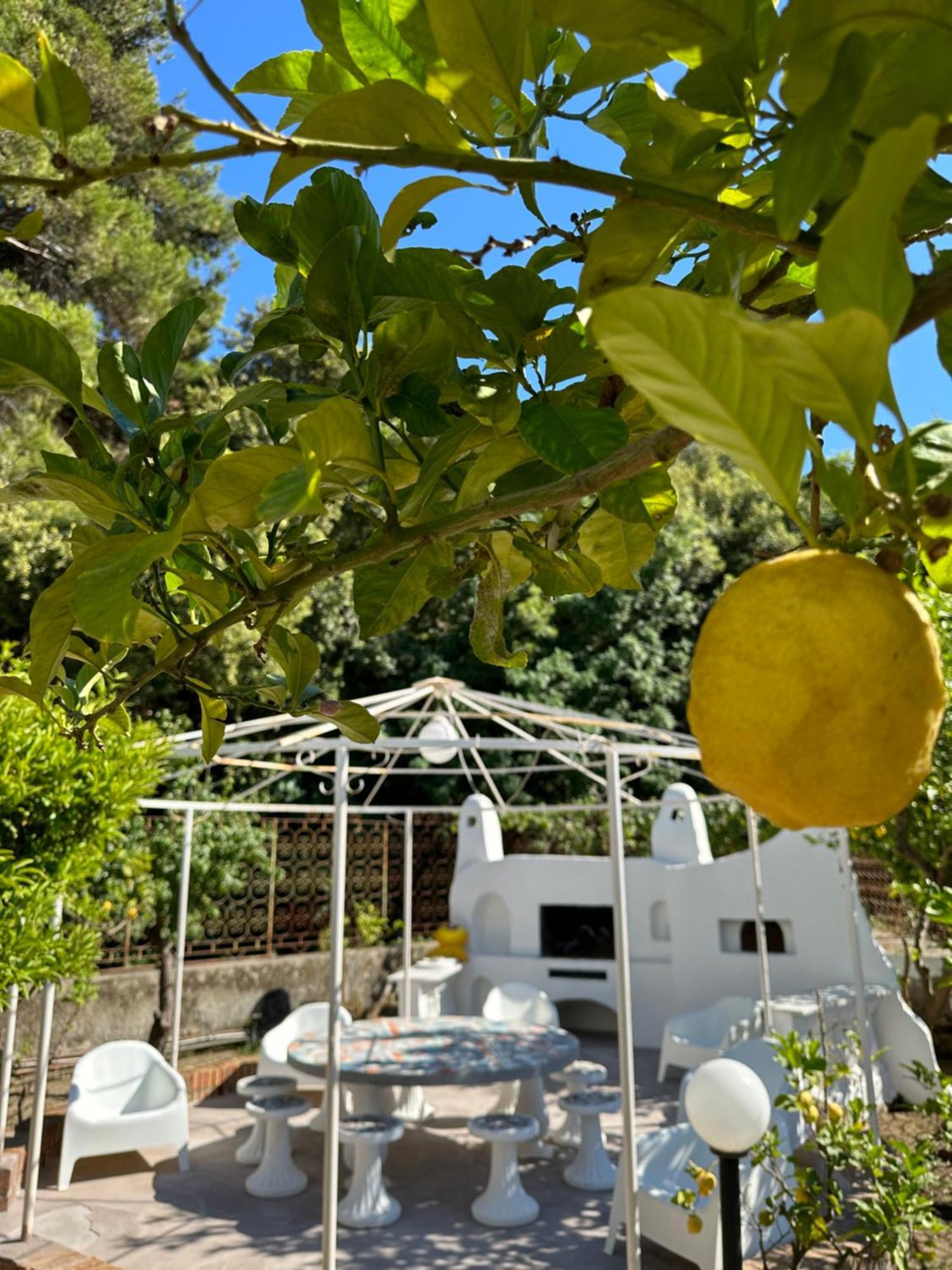 Carruba Ischia